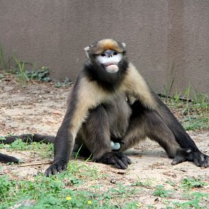 gray or Guizhou snub-nosed monkey (Rhinopithecus brelichi)