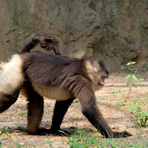black or Yunnan snub-nosed monkey (Rhinopithecus bieti)