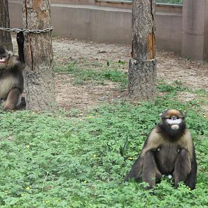 2 snub-nosed monkey species together