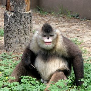 black or Yunnan snub-nosed monkey (Rhinopithecus bieti)