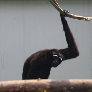 eastern hoolock gibbon (Hoolock leuconedys)