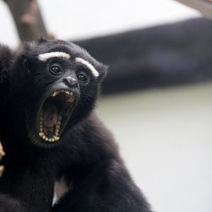 eastern hoolock gibbon (Hoolock leuconedys)