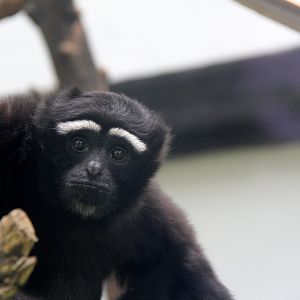 eastern hoolock gibbon (Hoolock leuconedys)