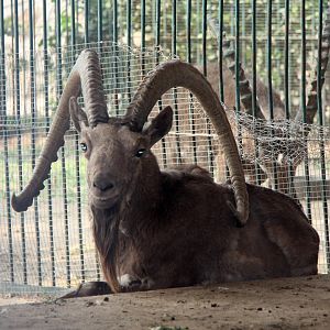 Siberian ibex (Capra sibirica) ssp ID?
