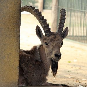 Mongolian ibex (Capra sibirica hagenbecki)