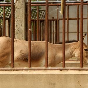 Mongolian wild ass (Equus hemionus hemionus)