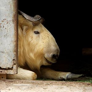 golden takin (Budorcas taxicolor bedfordi)