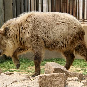 golden takin (Budorcas taxicolor bedfordi)