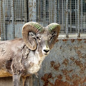 Tibetan argali (Ovis ammon hodgsoni)