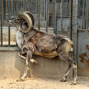 Tibetan argali (Ovis ammon hodgsoni)