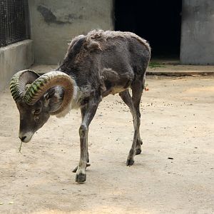argali (Ovis ammon) ssp ID?