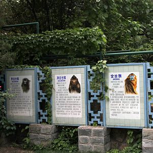 signs for the 3 snub nosed monkeys