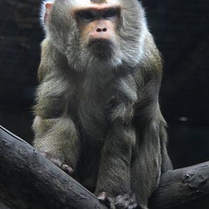 northern pig-tailed macaque (Macaca leonina)
