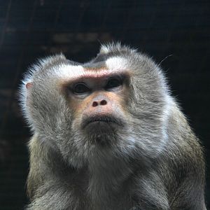 northern pig-tailed macaque (Macaca leonina)