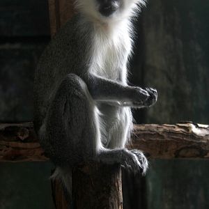 tantalus monkey (Chlorocebus tantalus)