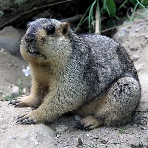 Tarbagan marmot (Marmota sibirica)