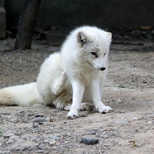 Arctic fox (Vulpes lagopus)