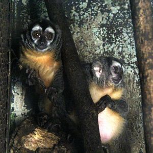 Three-striped night monkey (Aotus trivirgatus)