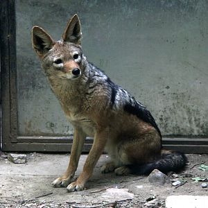 black-backed jackal (Canis mesomelas)