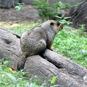 Tarbagan marmot (Marmota sibirica)