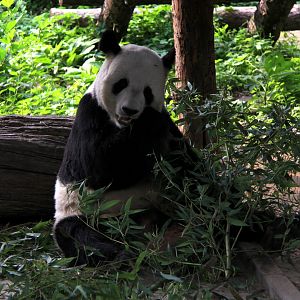 giant panda (Ailuropoda melanoleuca)