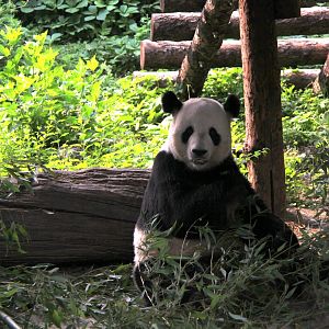 giant panda (Ailuropoda melanoleuca)