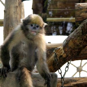 gray or Guizhou snub-nosed monkey (Rhinopithecus brelichi)
