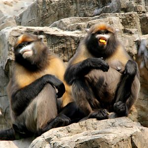 gray or Guizhou snub-nosed monkey (Rhinopithecus brelichi)