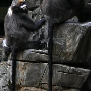 gray or Guizhou snub-nosed monkey (Rhinopithecus brelichi)
