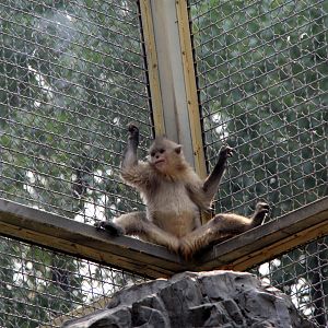 black or Yunnan snub-nosed monkey (Rhinopithecus bieti)