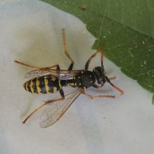 European paper wasp - Polistes dominula