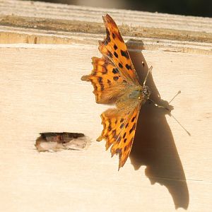 Comma angelwing - Polygonia c-album