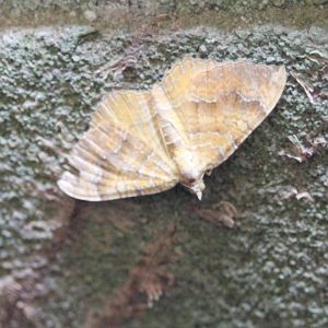 Yellow shell - Canptogramma bilineata