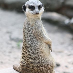 Meerkat