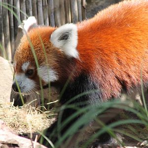 Red panda