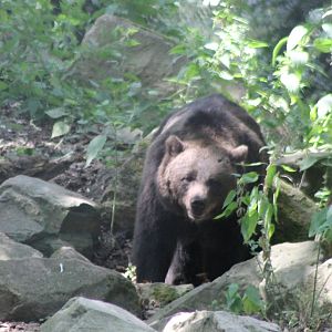 Brown bear