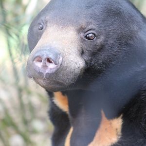 Sun bear
