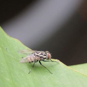 Graphomya maculata