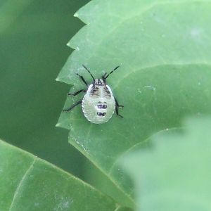 Nymph Green shield bug - Palomena prasina