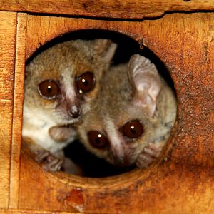 Ganzhorn's mouse lemur (Microcebus ganzhorni) possibly?