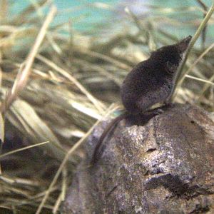 Ezo least shrew (Sorex minutissimus hawkeri）
