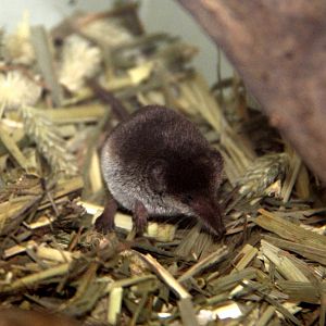 Ezo least shrew (Sorex minutissimus hawkeri）