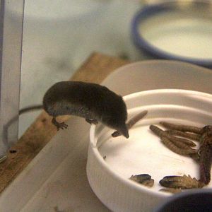 Ezo least shrew (Sorex minutissimus hawkeri）