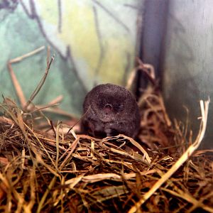 long-clawed shrew (Sorex unguiculatus)