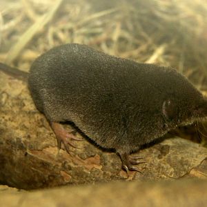 long-clawed shrew (Sorex unguiculatus)