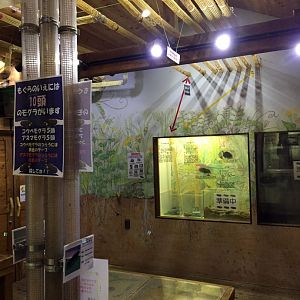 Inside the Mole House