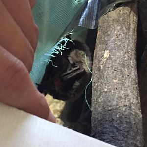 Japanese pipistrelle (Pipistrellus abramus)