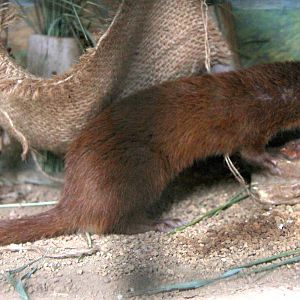 Japanese weasel (Mustela itatsi)