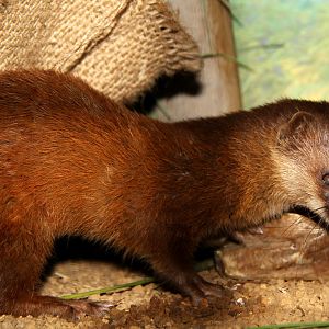 Japanese weasel (Mustela itatsi)