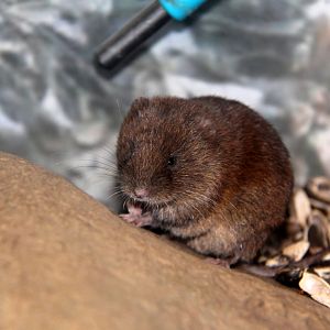 Smith's red backed vole (Myodes smithii)